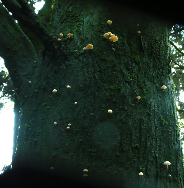 Marasmius ramealis? (Mycena sp.)